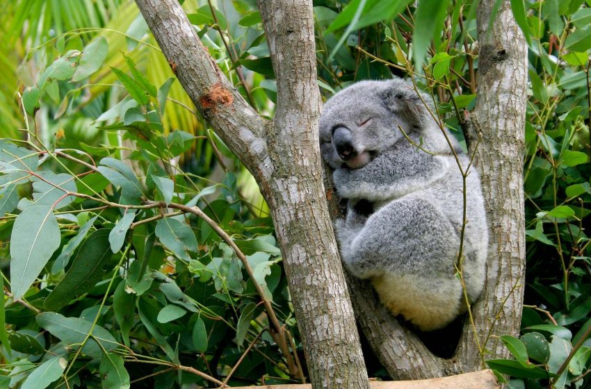Koala