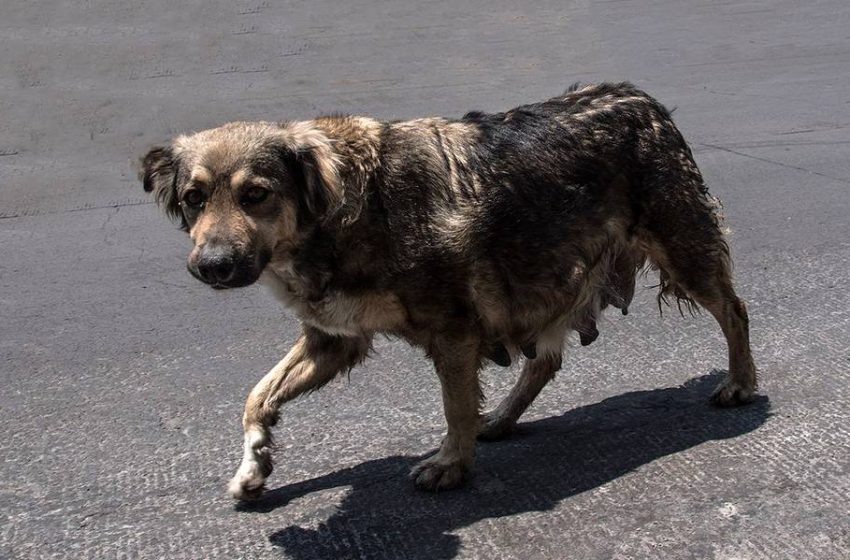  27 de julio: Día Mundial del Perro Callejero