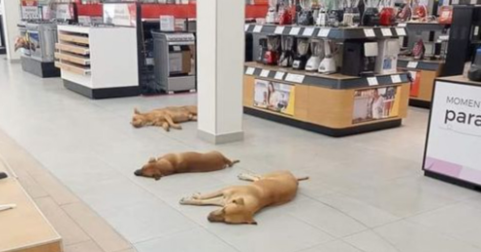 Perro3