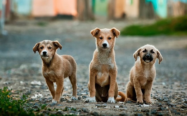 Perro4