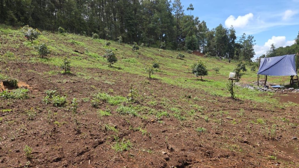 Ejecuta FGE cateo en predio con vocación forestal, en Tacámbaro; detectan tala ilegal y cultivos no autorizados 1 img 20250706 wa0043211219931371555907