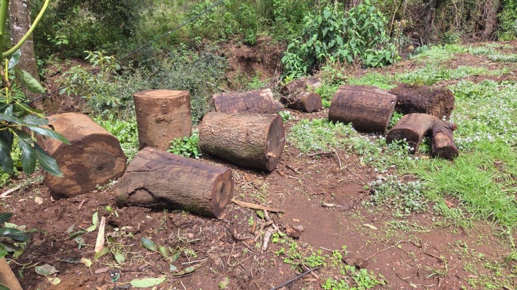 Ejecuta FGE cateo en predio con vocación forestal, en Tacámbaro; detectan tala ilegal y cultivos no autorizados 2 img 20250706 wa00442502151025188841093