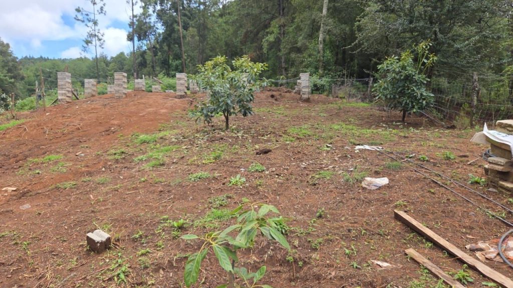 Ejecuta FGE cateo en predio con vocación forestal, en Tacámbaro; detectan tala ilegal y cultivos no autorizados 3 img 20250706 wa00458013652822064101563