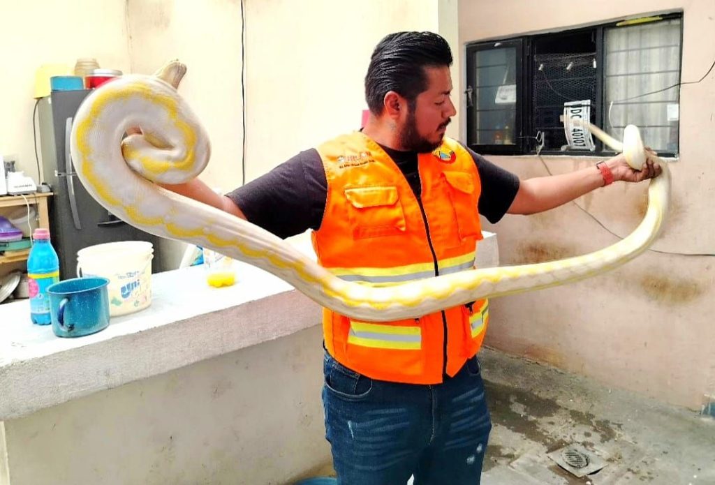 Protección Civil de Morelia captura serpiente dentro de domicilio 1 img 20250709 wa0108660652183549204335