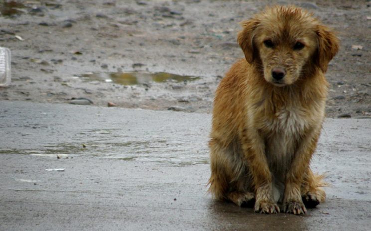 perro2
