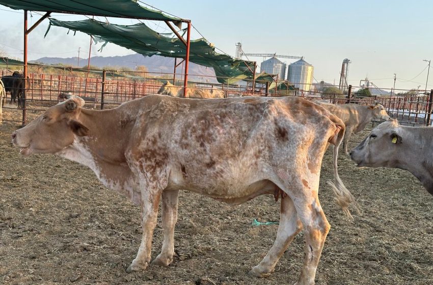  Impacta presencia del gusano barrenador en costos de producción y el precio de la carne