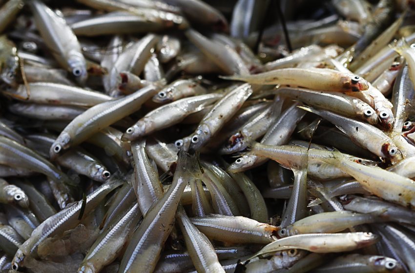  UNAM explica porque están desapareciendo los charales en México