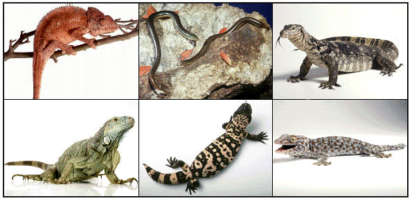  14 de agosto: Día Internacional del Lagarto