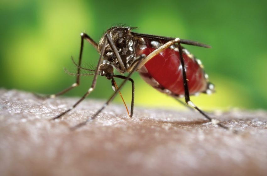  26 de agosto: Día Internacional contra el Dengue