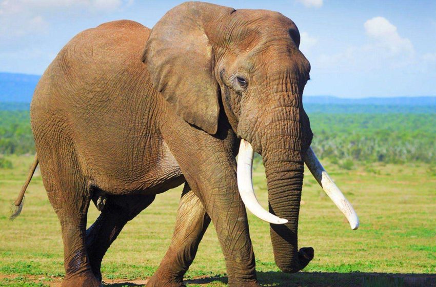  12 de agosto: Día Mundial del Elefante