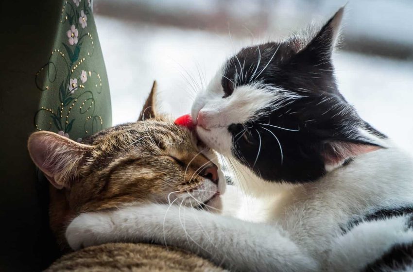  8 de agosto Día Internacional del Gato
