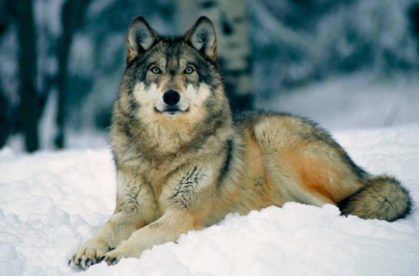  13 de agosto: Día Internacional del Lobo