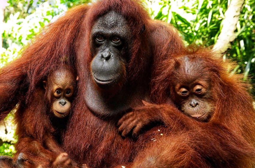 DiaOrangutan