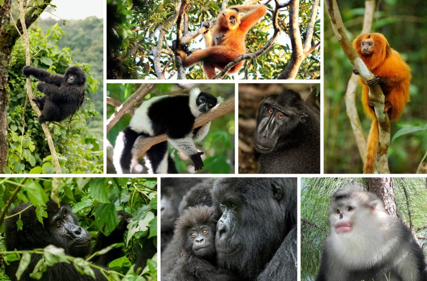 1 de septiembre: Día Internacional de los Primates