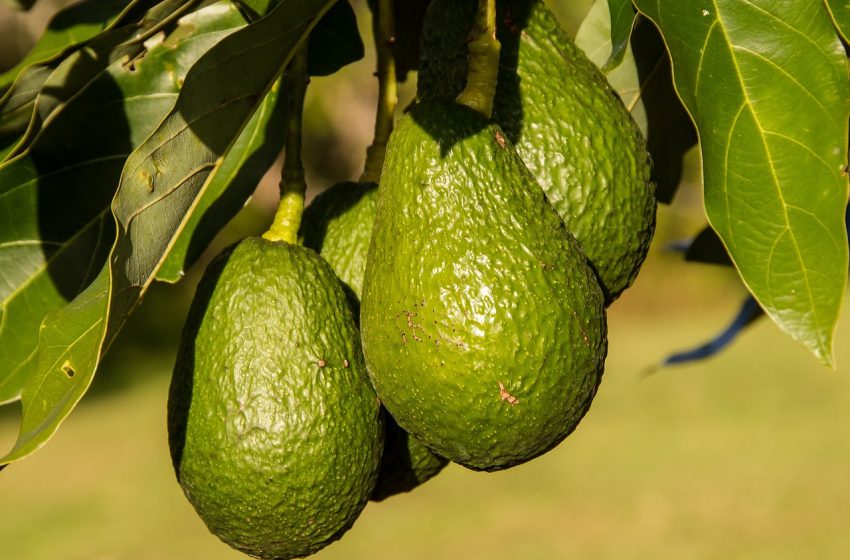  Aplicará la PROFEPA en Michoacán la primera Reparación del Daño por Cambio de Uso de Suelo para aguacate en el país