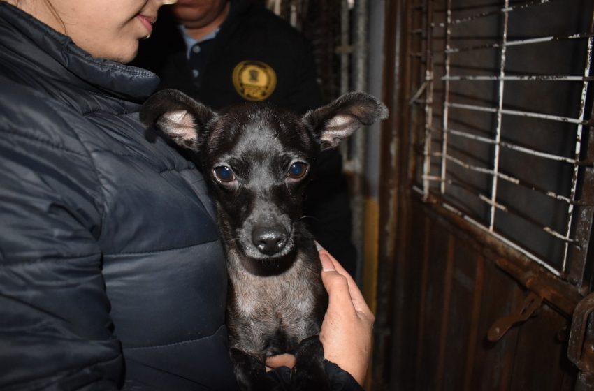  En cateo, asegura Fiscalía General a tres ejemplares caninos en condiciones de maltrato animal