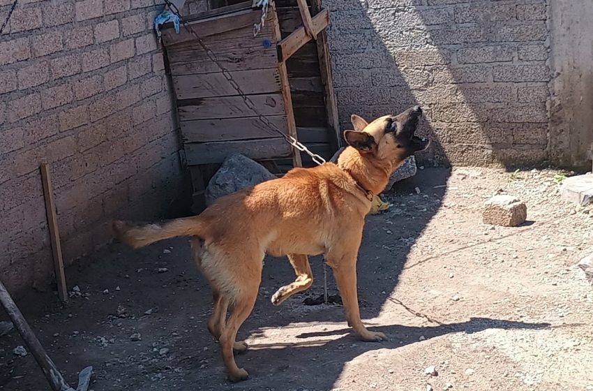  En Cuitzeo, asegura Fiscalía General a un canino por posible maltrato animal