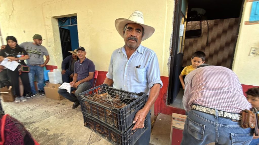 Impulsa Tarímbaro la economía familiar con entrega de pollitas de doble propósito 3 img 20250819 wa01825005129454937331695