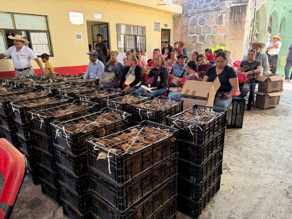 Impulsa Tarímbaro la economía familiar con entrega de pollitas de doble propósito 4 img 20250819 wa01837748140058393767144