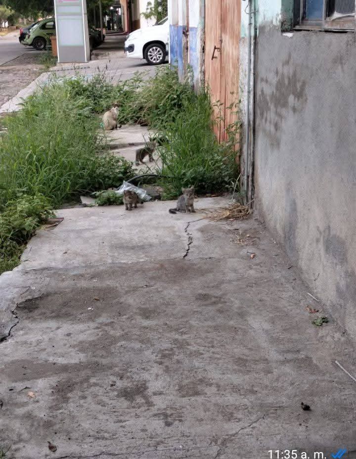 ColAniGatAptz2