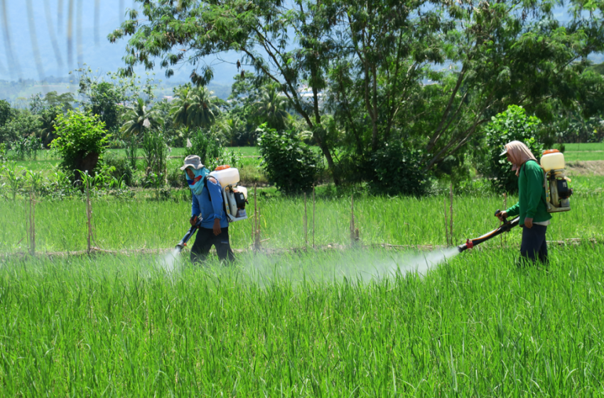  Combatir plaguicidas ilegales, verdadero desafío en la agricultura: Ocaña Romo