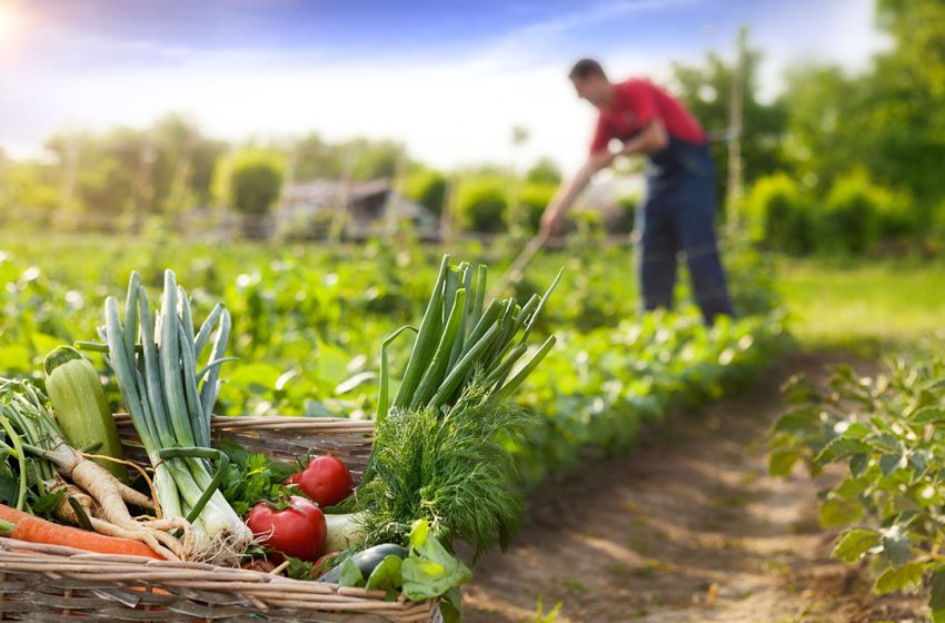  9 de septiembre: Día Mundial de la Agricultura