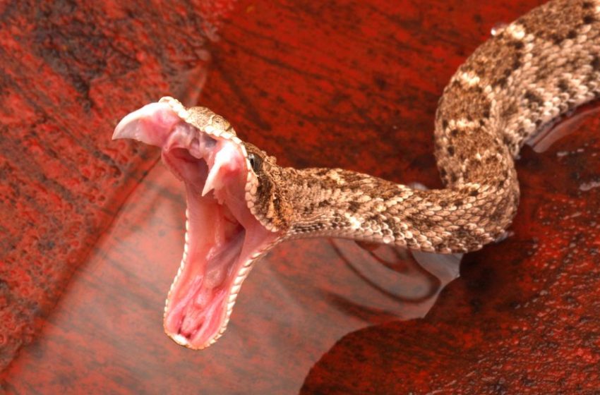  19 de septiembre: Día Internacional de Concienciación sobre la Mordedura de Serpiente