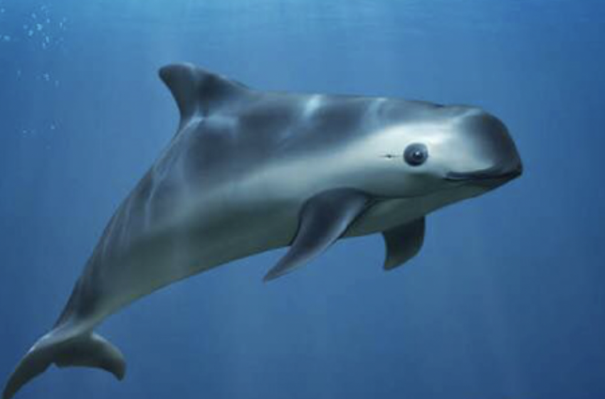 DiaVaquita