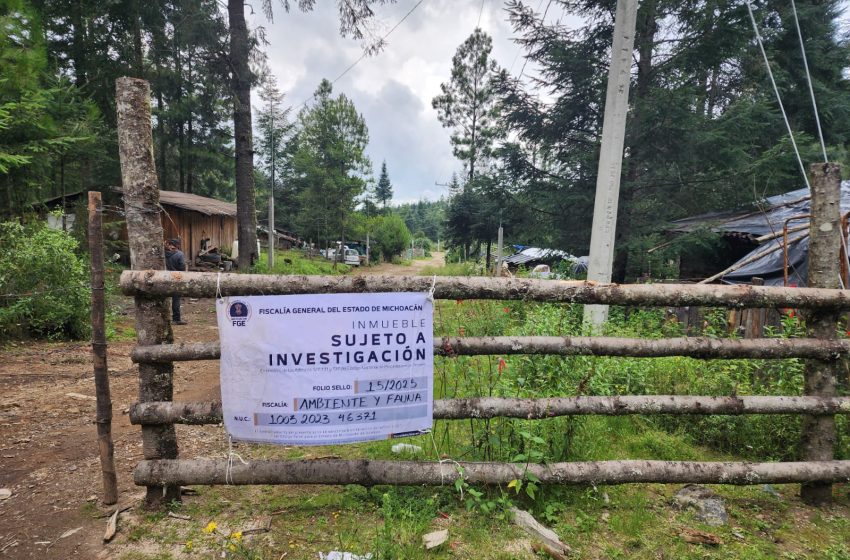  Cumplimenta FGE cateo en predio relacionado con tala ilegal en Zinapécuaro