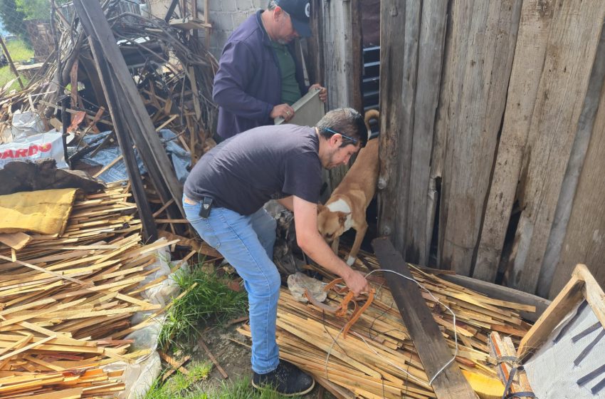  En cateo, asegura Fiscalía General a cinco ejemplares caninos en condiciones de abandono en Hidalgo