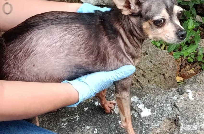  Rescata FGE a canino víctima de crueldad en Morelia y lo pone bajo resguardo seguro