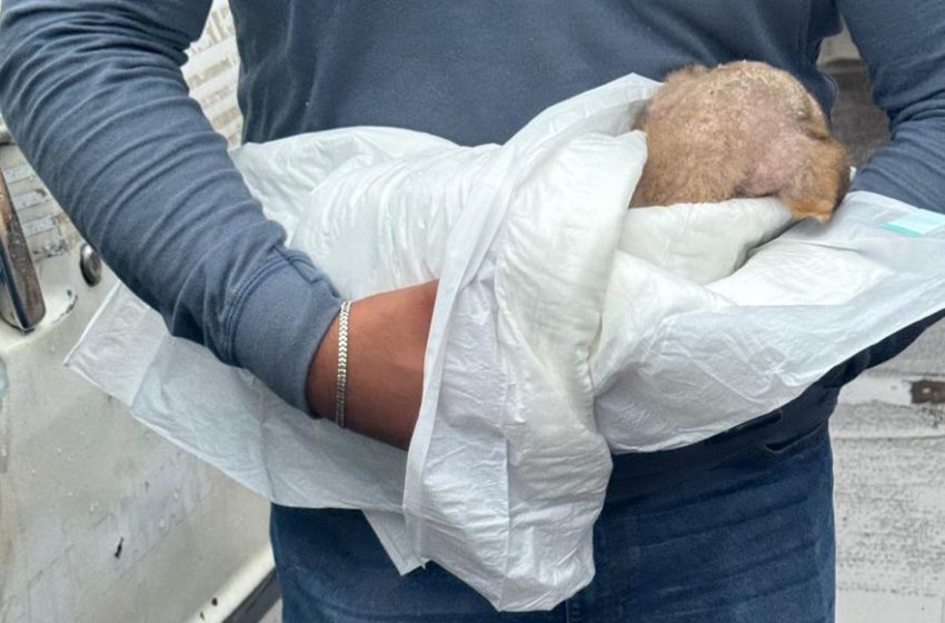  Rescata FGE a cachorro en situación de abandono en Morelia