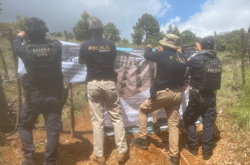  Cumplimenta FGE cateo en predio relacionado con tala ilegal y plantación de aguacate en Erongarícuaro