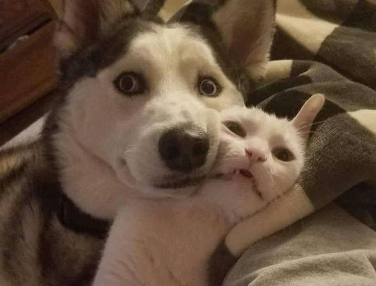  Protectoras de animales en Michoacán cierran adopciones de gatos y perros