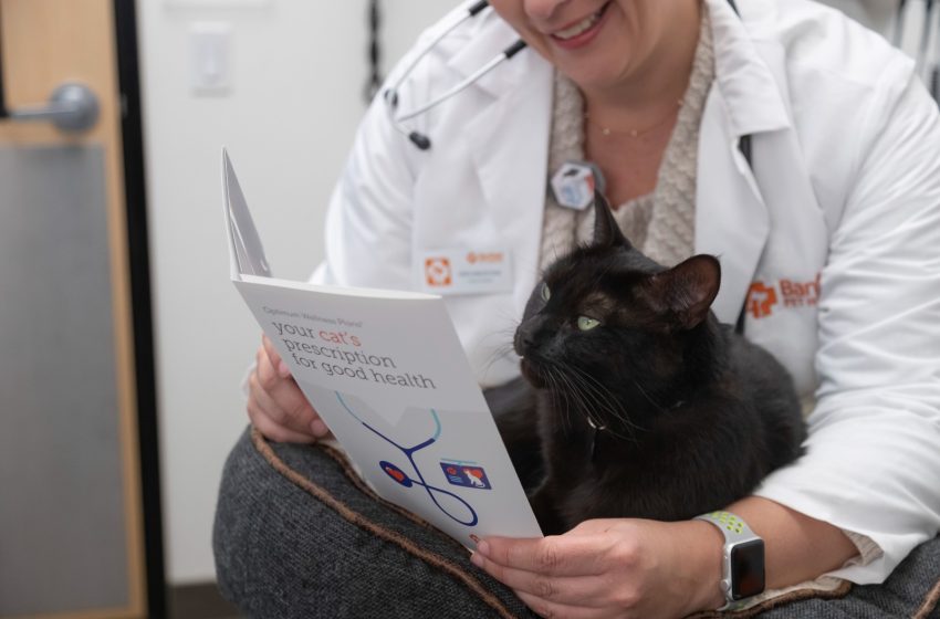  Cuidado dental en perros y gatos: Un pilar de la medicina preventiva