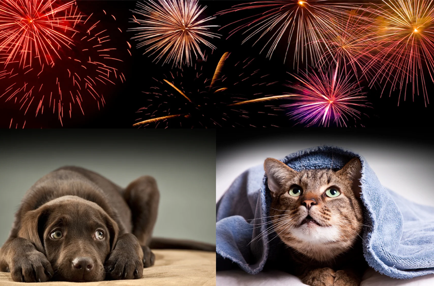  Fiestas Patrias: Cómo disfrutar con tu mascota sin poner en riesgo su salud