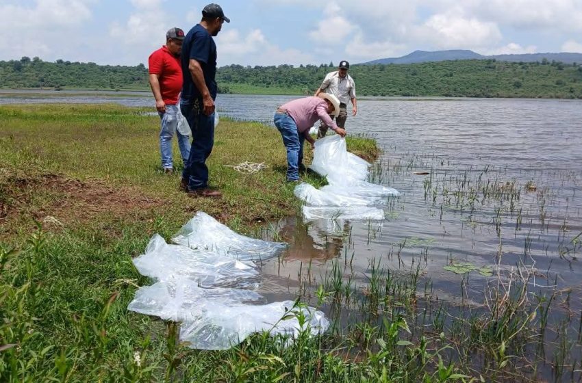  Fortalece Ayuntamiento de Morelos el desarrollo rural sustentable con más de 2 millones de pesos en apoyos al campo