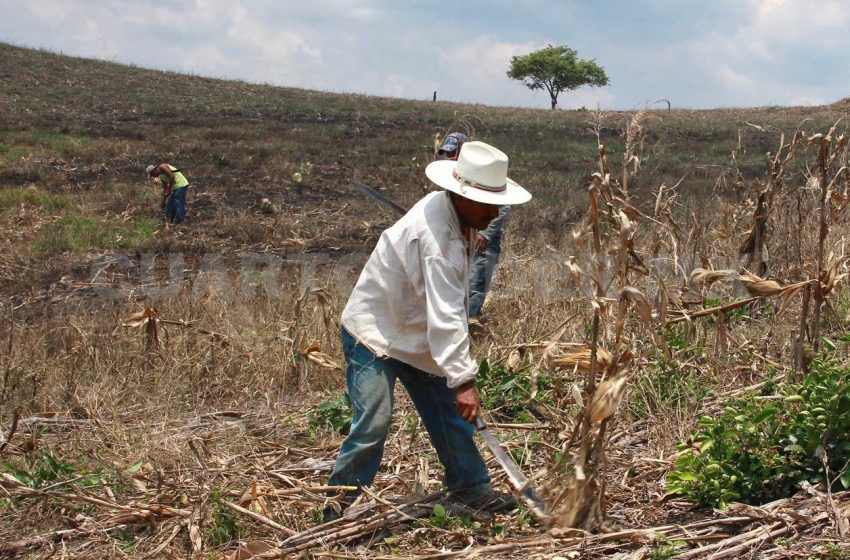  El abandono del Gobierno al sector primario, abrió el camino a la corrupción