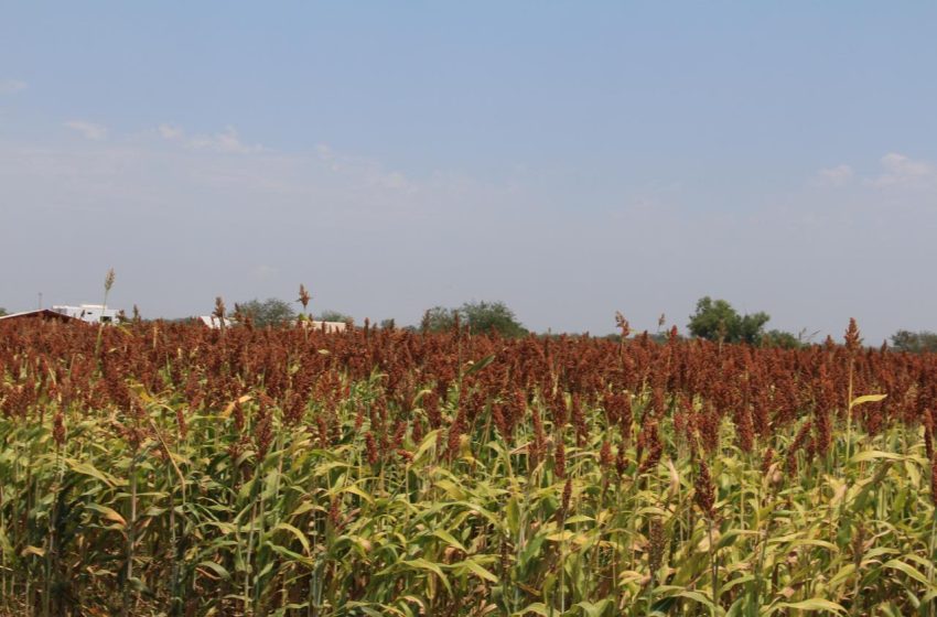  Productores ven oportunidad de exportar sorgo a China