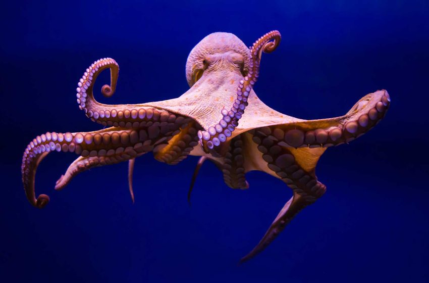  8 de octubre: Día Internacional del Pulpo
