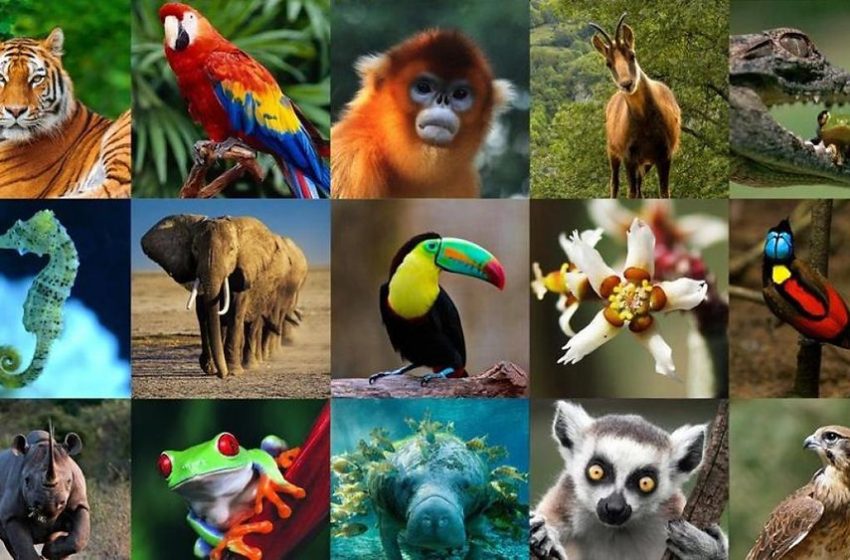  4 de octubre: Día Mundial de los Animales