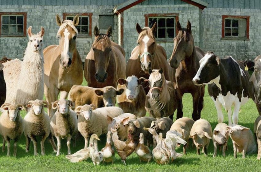  2 de octubre: Día Mundial de los Animales de Granja