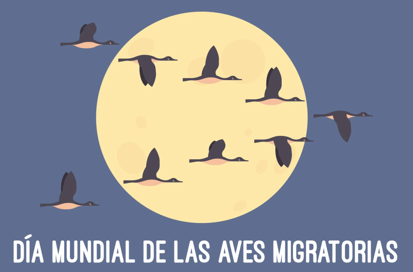  11 de octubre: Día Mundial de las Aves Migratorias