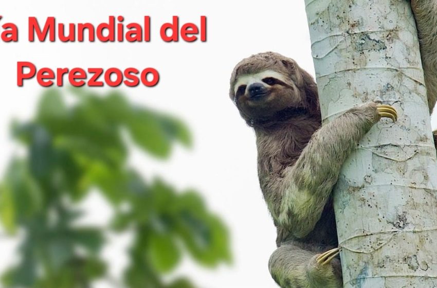 DiaPerezoso