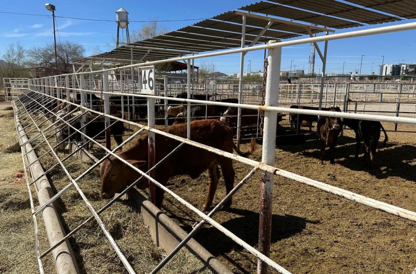  Escala riesgo para la ganadería por nuevos hallazgos de gusano barrenador