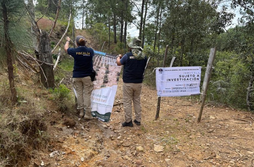  Cumplimenta FGE cateo en predio relacionado con delito ambiental en Morelia; detectan plantación de agave