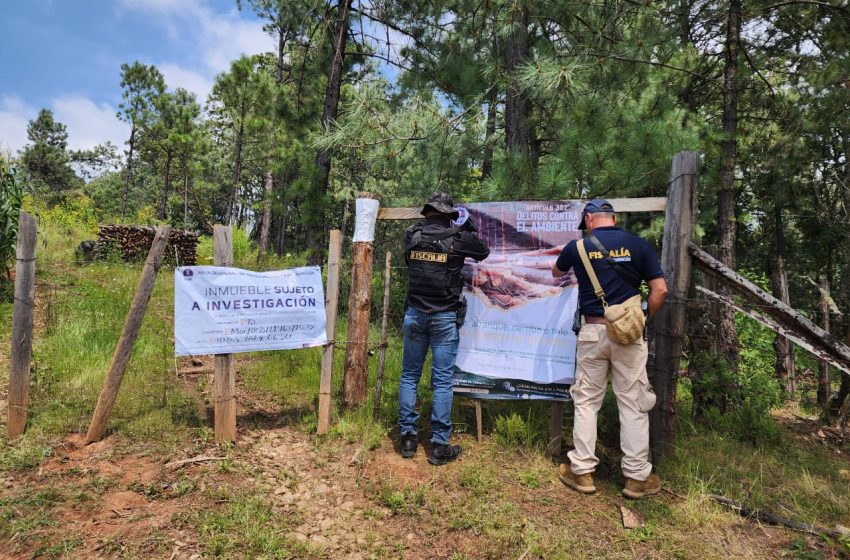  Cumplimenta FGE cateo en predio relacionado con tala ilegal e incendio forestal en Charo