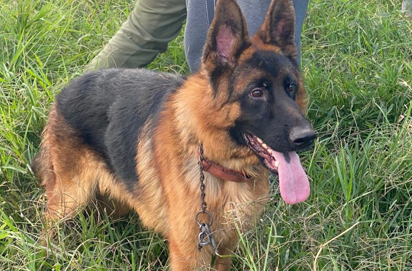  En cateo realizado en Morelia, rescata Fiscalía General 10 ejemplares caninos en condiciones de maltrato animal