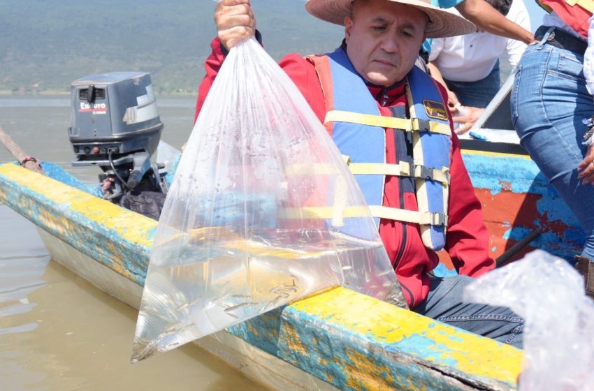  Compesca libera 30 mil crías de pez blanco y acúmara en el lago de Pátzcuaro
