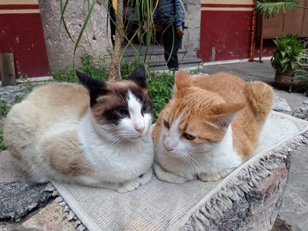 IMG 20251006 WA0040